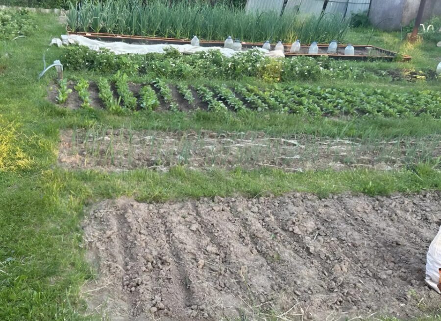Mannen lämnade sin gravida fru hos svärmodern för att gräva potatis, medan han själv åkte på semester: men det som en dag hände i trädgården chockade grannarna