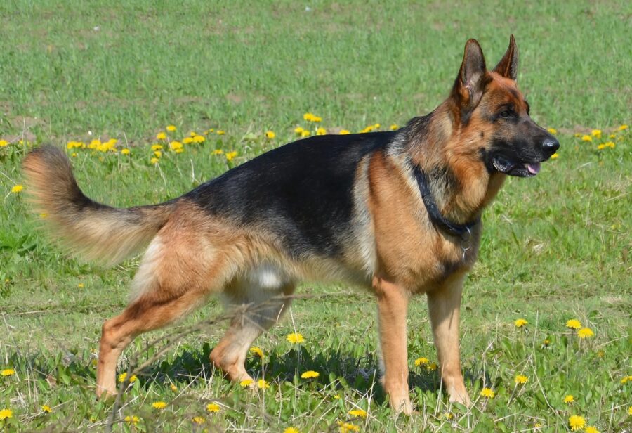En spårhund attackerade en 16-årig elev och började skälla högt: när polisen tog flickans fingeravtryck upptäckte de något fruktansvärt