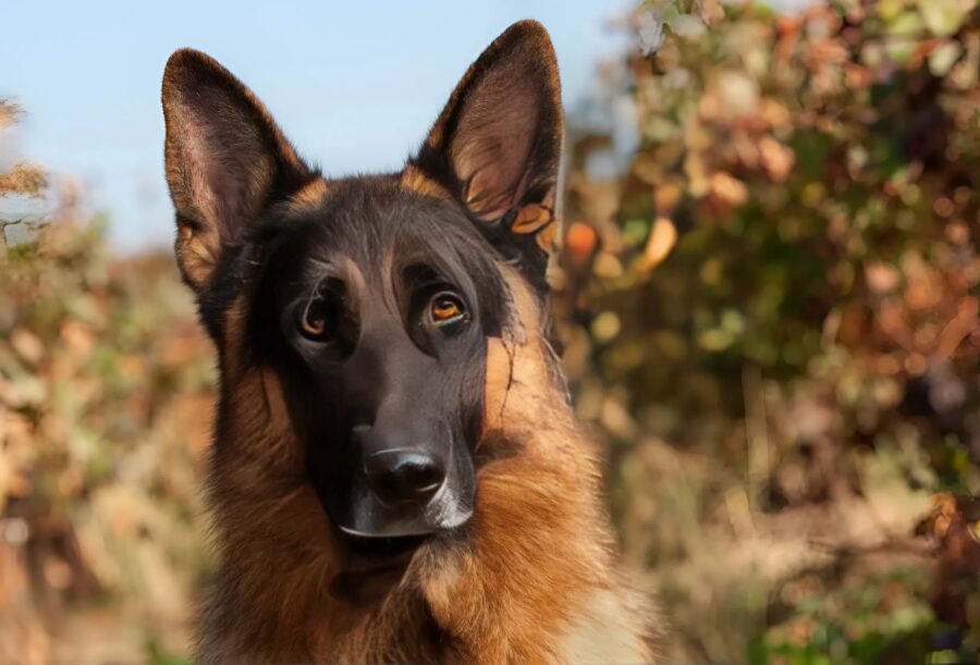 Den sista önskan en fånge hade var att få se sin hund en sista gång; men så fort hunden steg in i fängelsecellen hände något märkligt