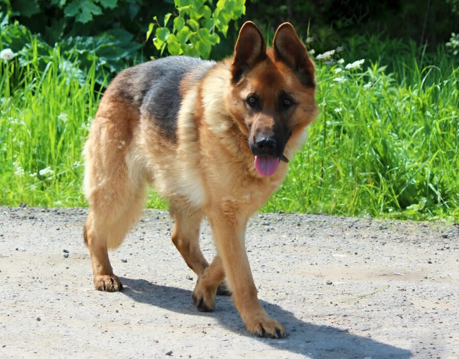 Mannen bad om några minuter för att ta farväl av sin hund, som bara hade några minuter kvar att leva, men plötsligt lade veterinären märke till något ovanligt