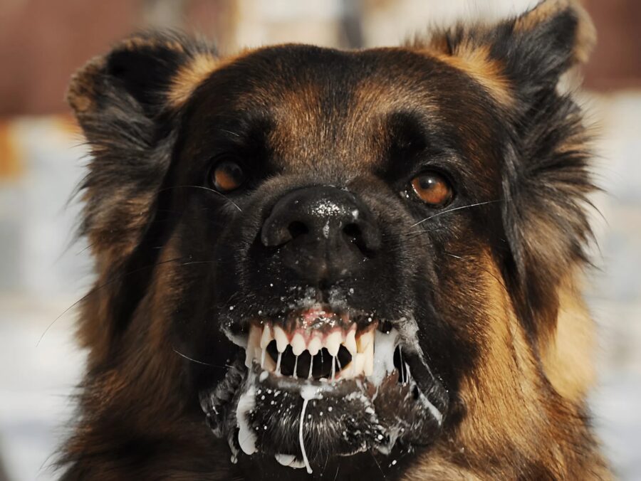 Jag räddade och tog hand om en hemlös hund, men efter några dagar började den bete sig märkligt: sedan fick jag veta den fruktansvärda sanningen och ångrade bittert min goda gärning