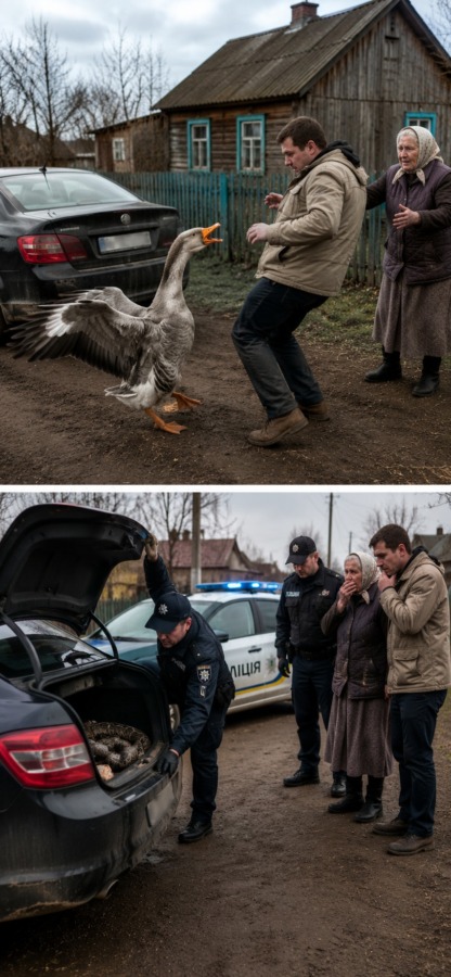 Gåsen på gården väste åt bilen och lät ingen komma nära den, inte ens sin egen ägare. Men när poliserna till slut öppnade bagageutrymmet stelnade alla av skräck…